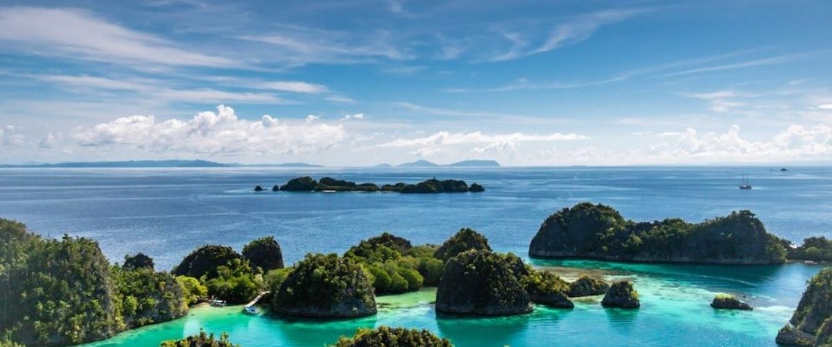 Forest canopy from below